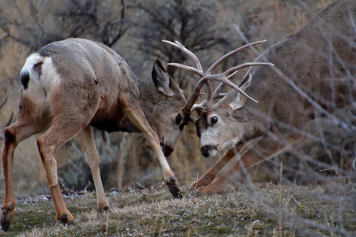 mule deer bear