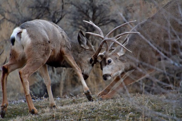 mule deer bear