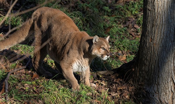 coyotes mountain lions