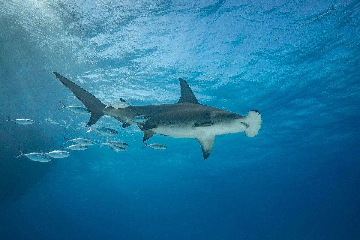 hammerhead california