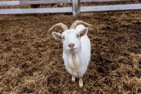 goats bus portland