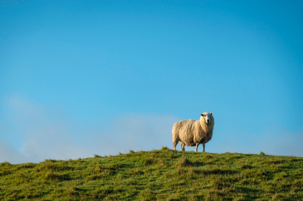 sheep goose new zealand