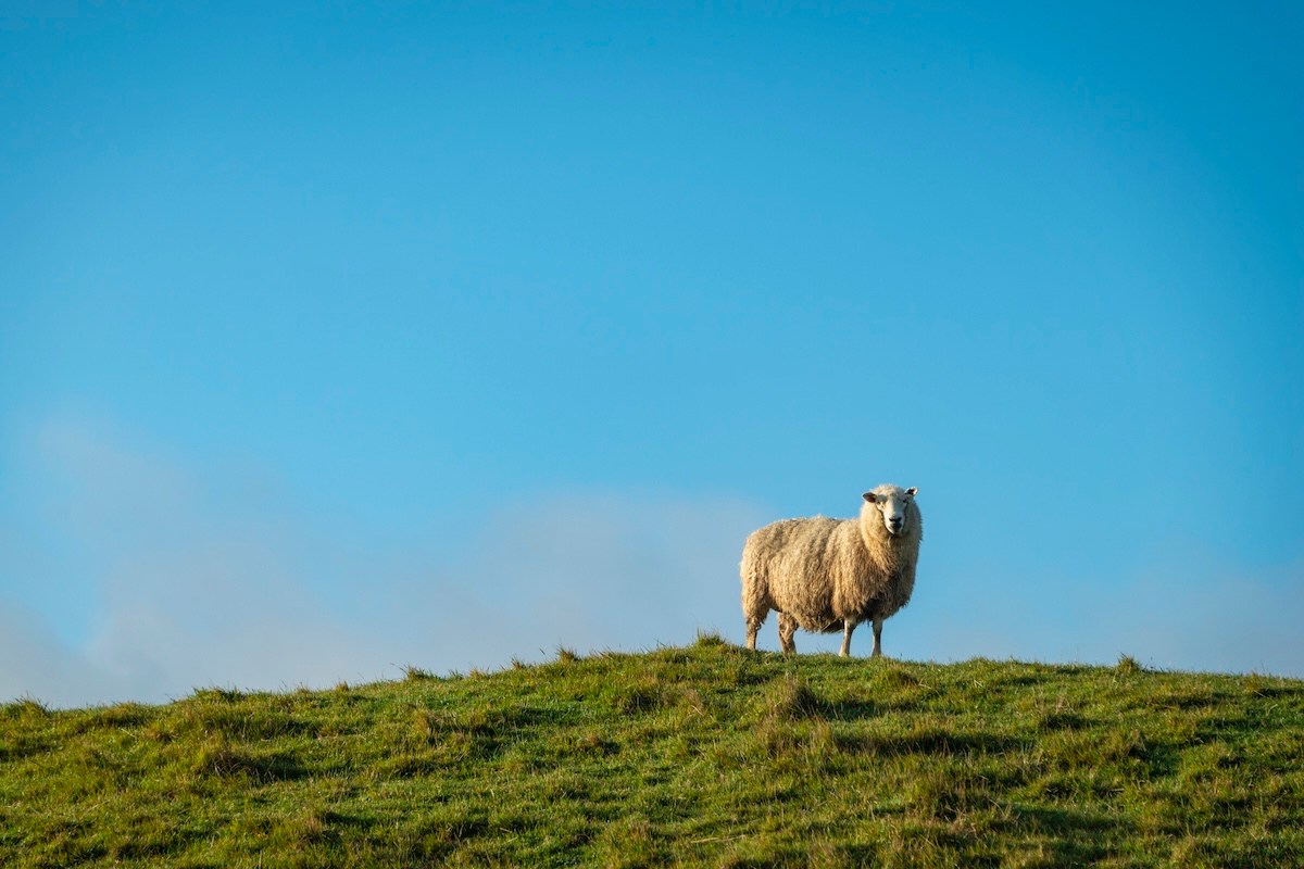 sheep goose new zealand