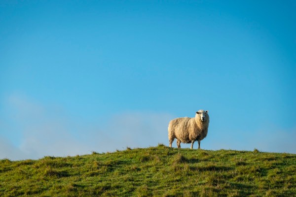 sheep goose new zealand