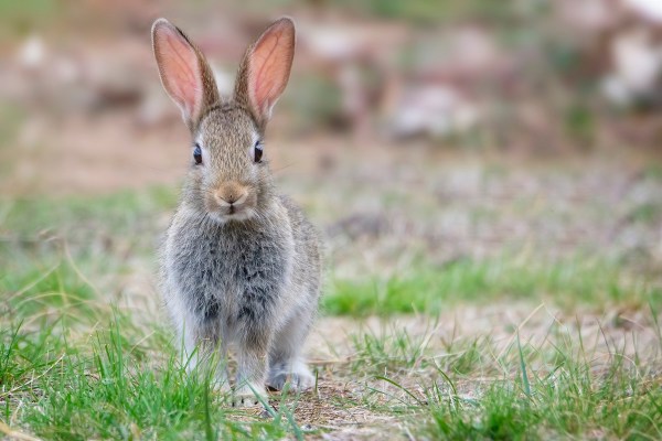 bunny snake