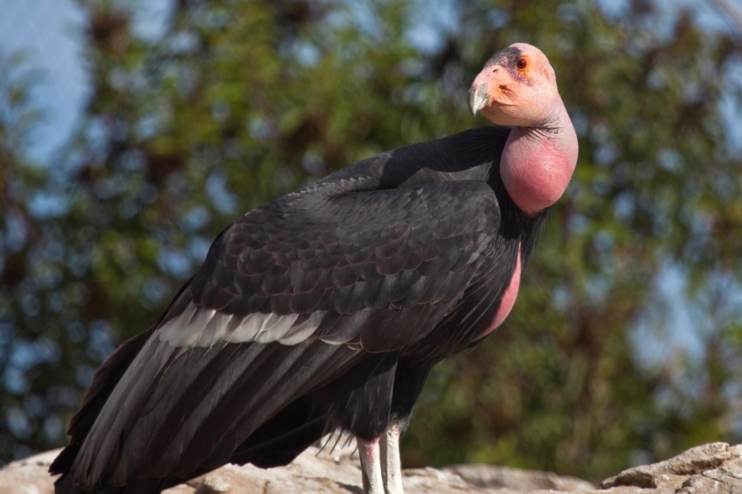 California Condor photo bomb