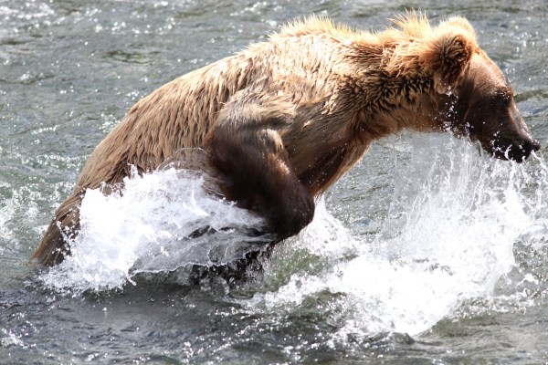 brown bear fishing