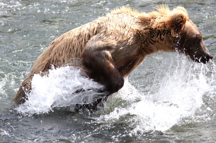 brown bear fishing