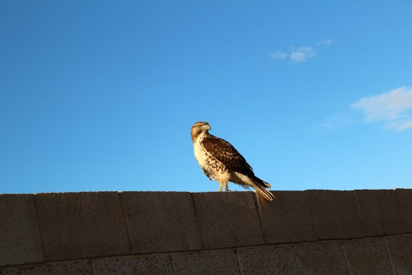 hawk squirrel