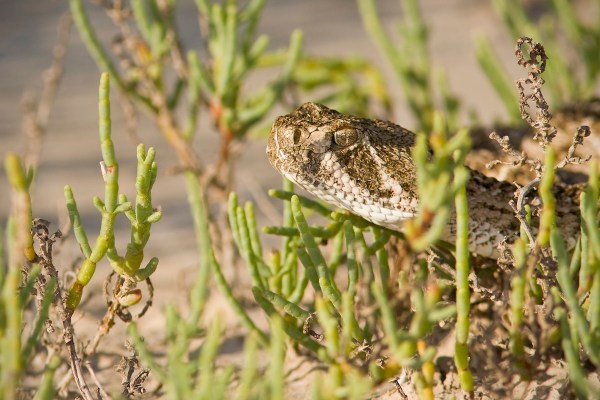 rattlesnake beach