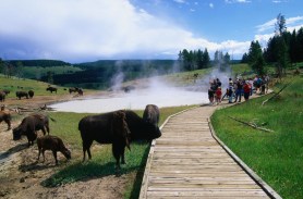 child bison yellowstone