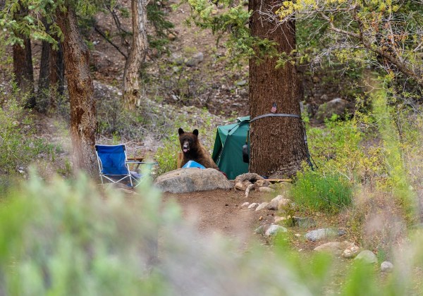 bear tent yosemite