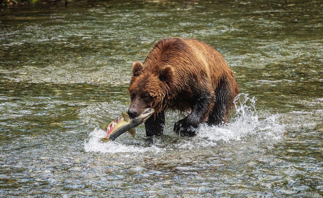 grizzly bear fisherman alaska