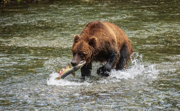 grizzly bear fisherman alaska