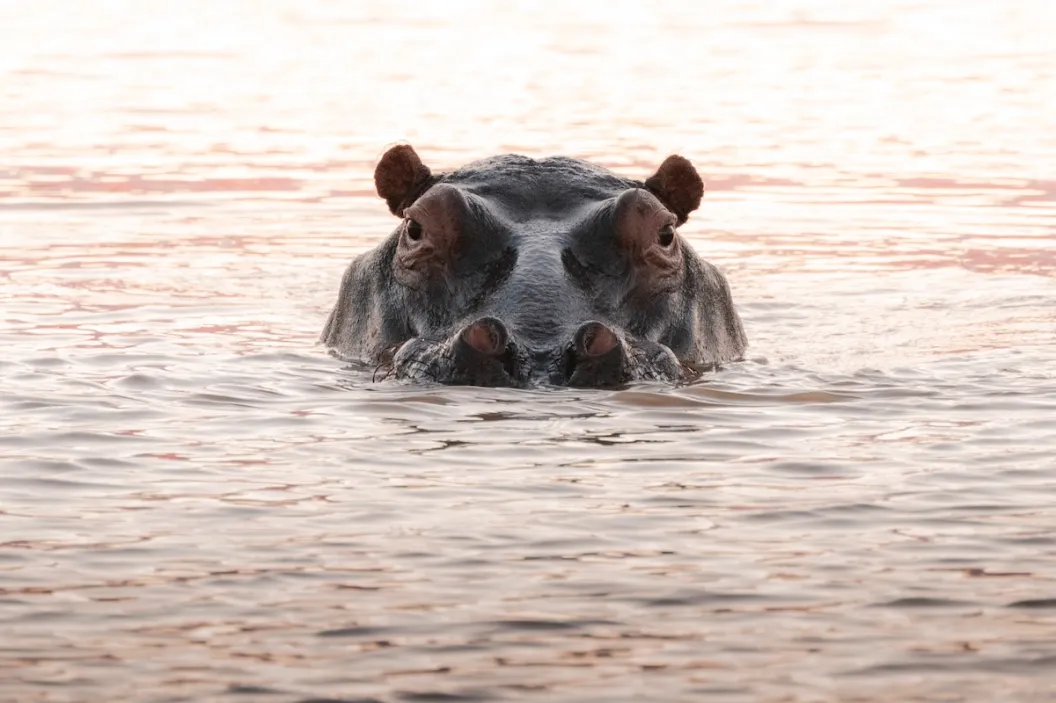 hippo safari