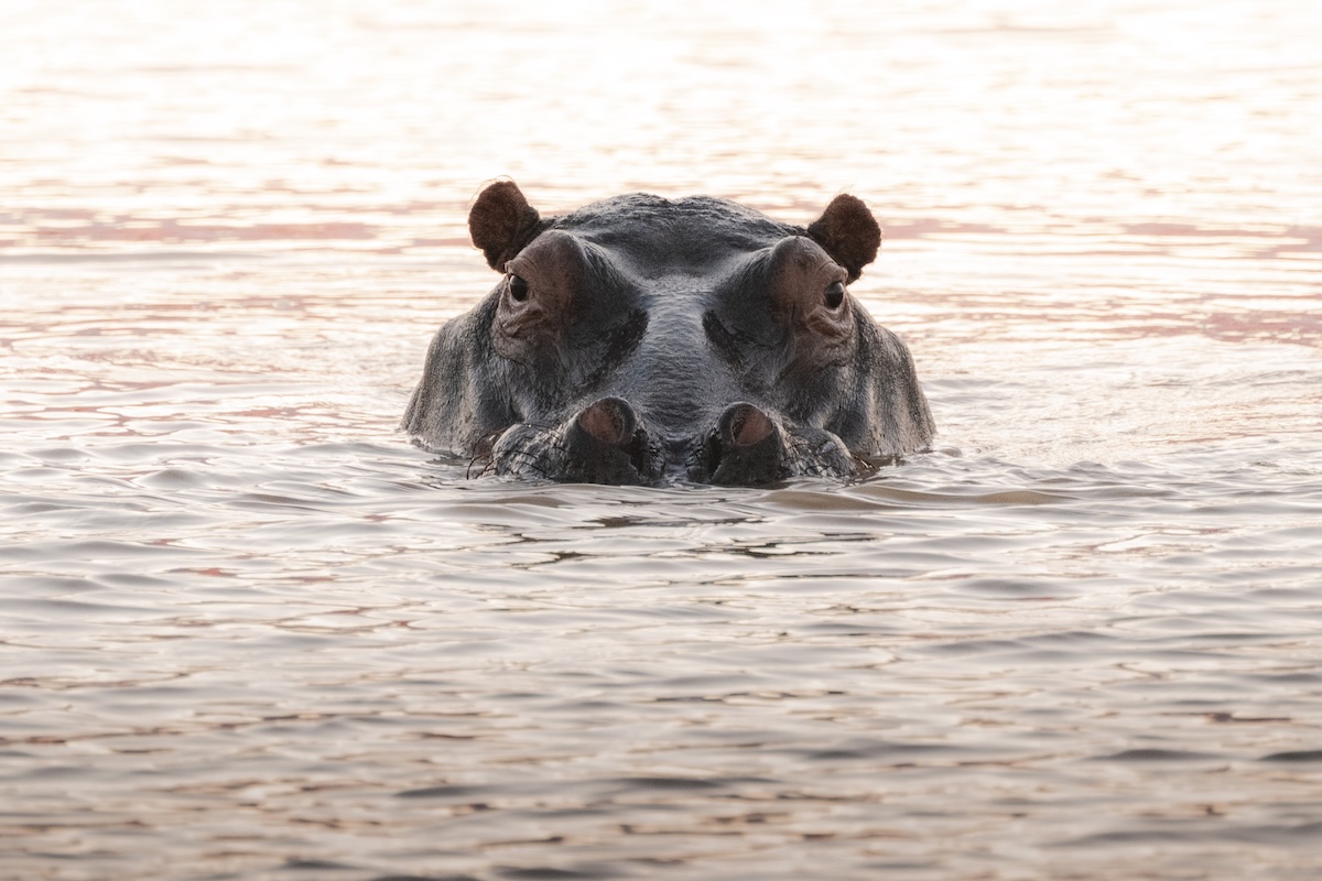 hippo safari