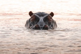 hippo safari