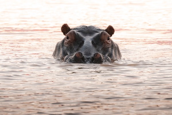 hippo safari