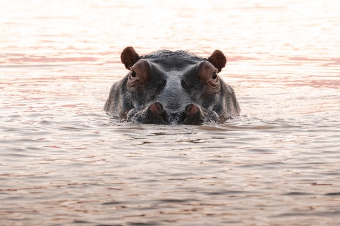 hippo safari