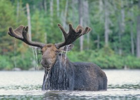 moose pond utah