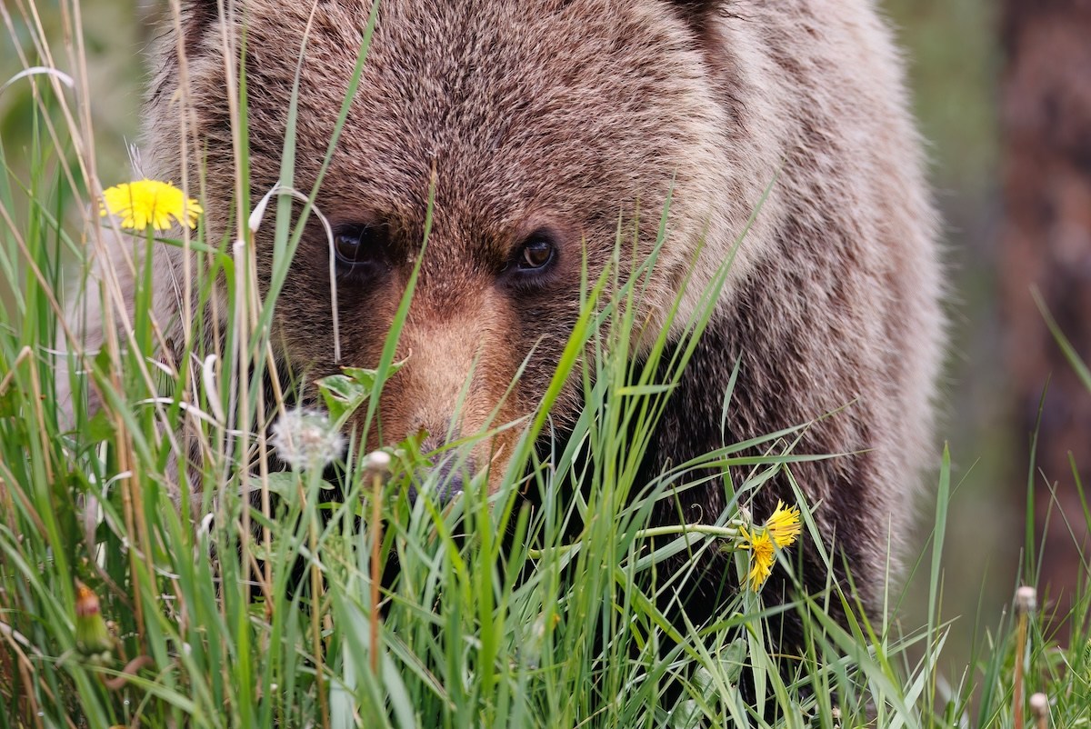 bear moose jasper lake