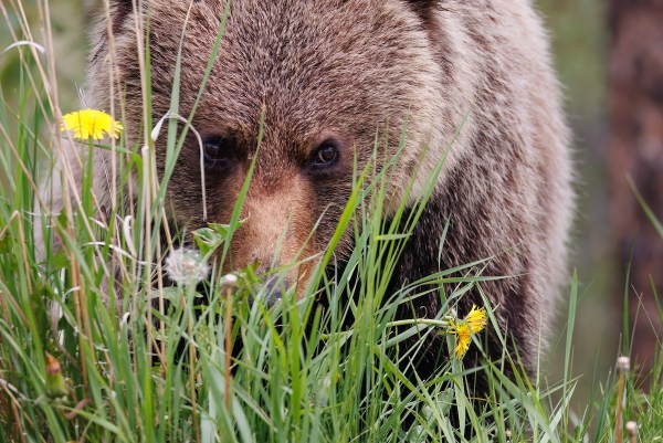 bear moose jasper lake