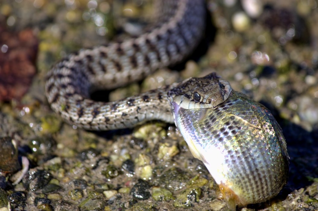snake fish