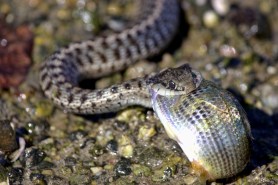snake fish