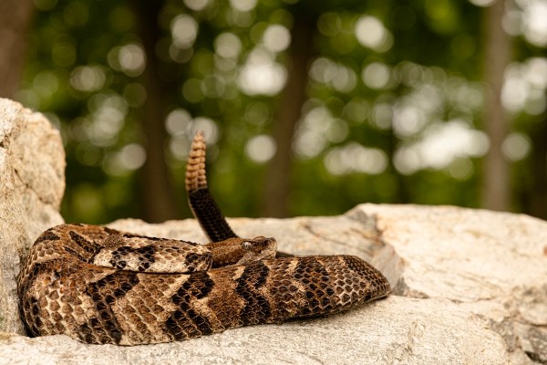 rattlesnake golf course florida