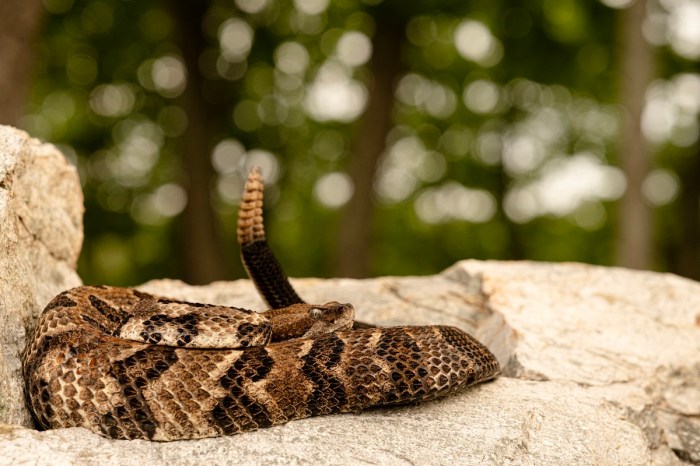 rattlesnake golf course florida