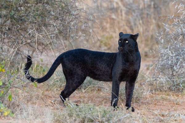 black leopard trail cam