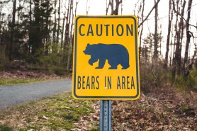 bear attacks colorado