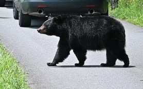 black bear car vehicle colorado