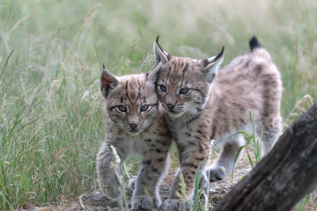 lynx kittens trail cam