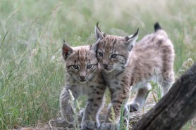 lynx kittens trail cam