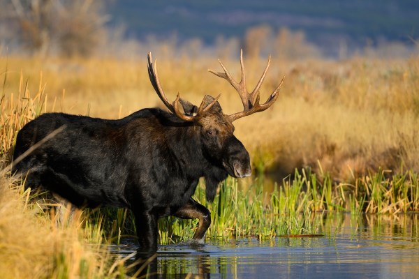 moose river
