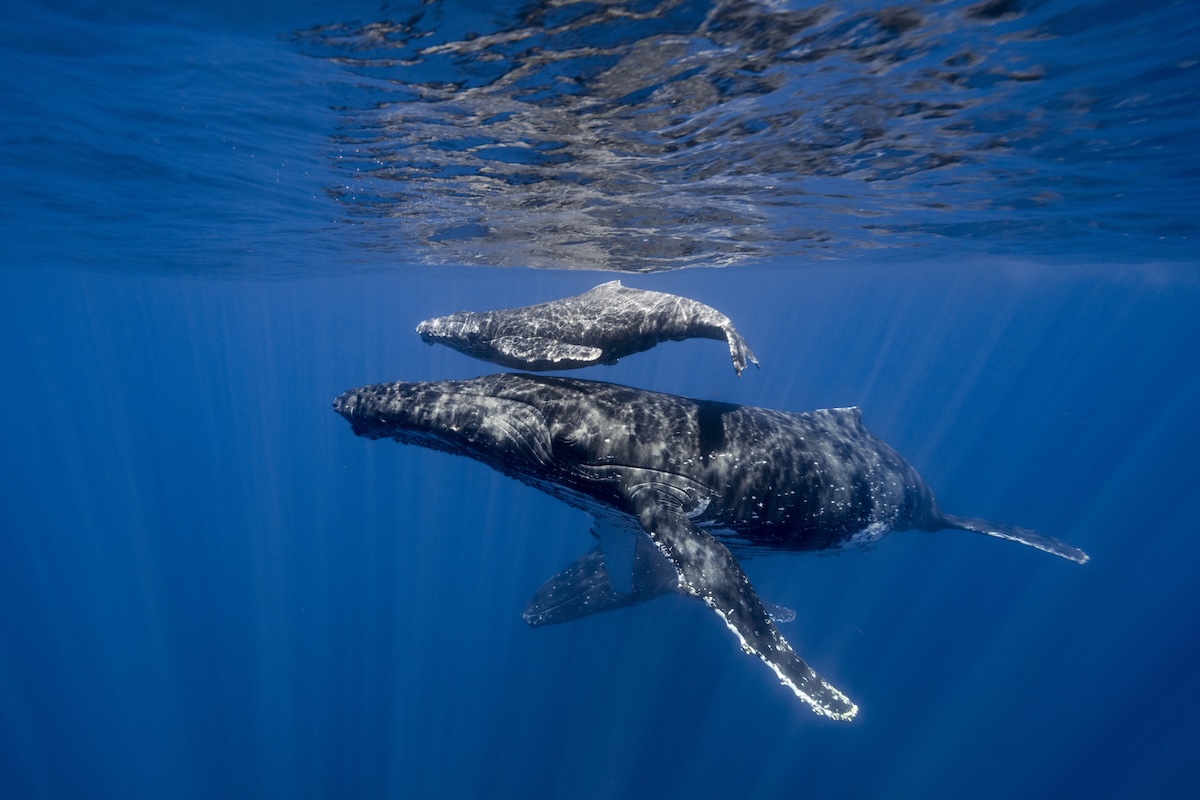 Humpback whale birth