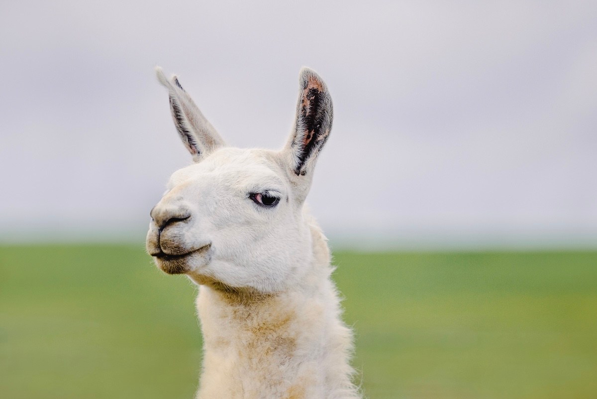 llama california