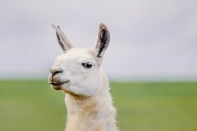 llama california
