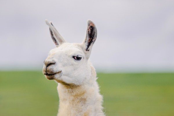 llama california