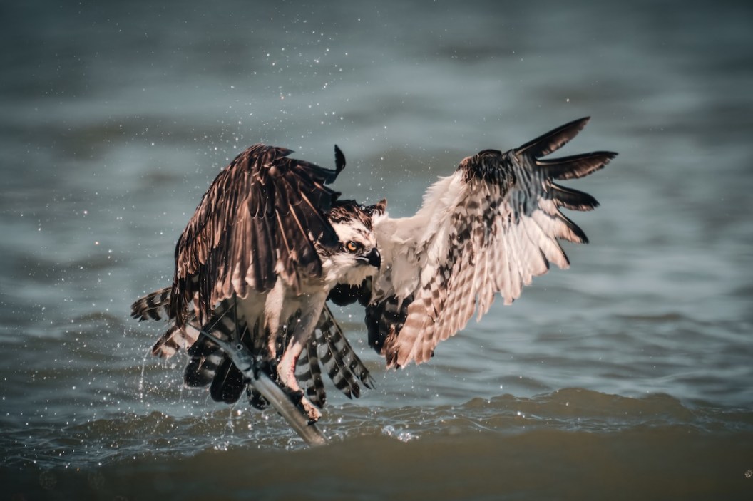 osprey roof