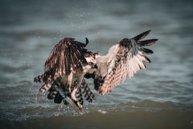 osprey roof