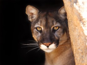 mountain lion hikers