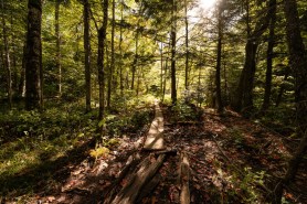 mystery animal trail