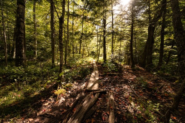 mystery animal trail
