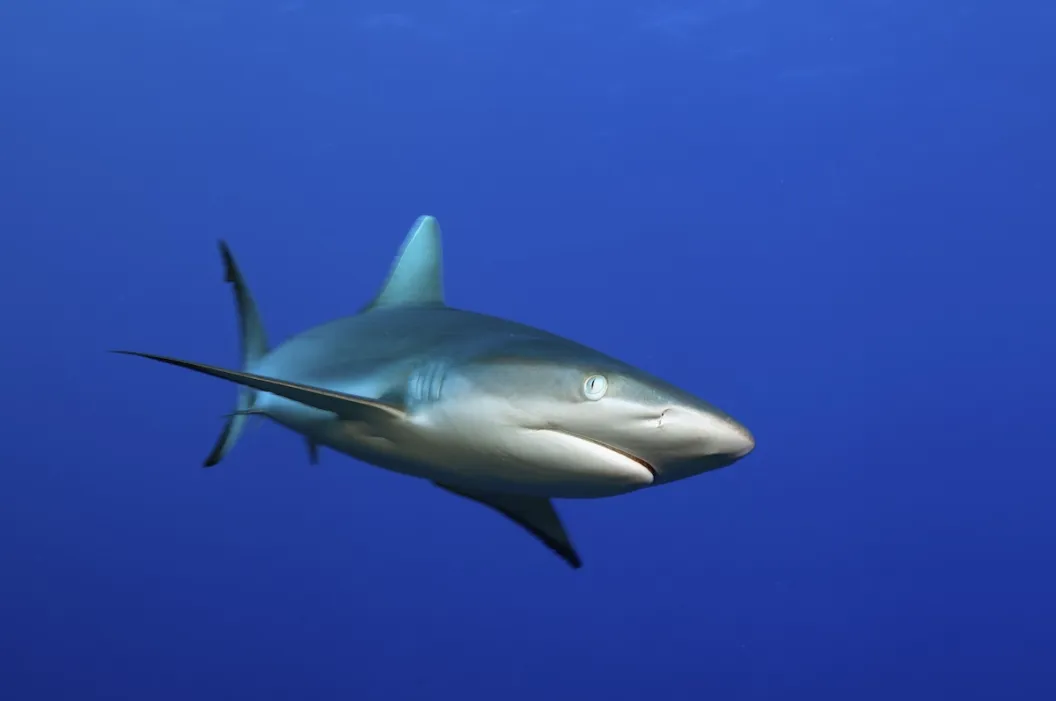 shark attack diver