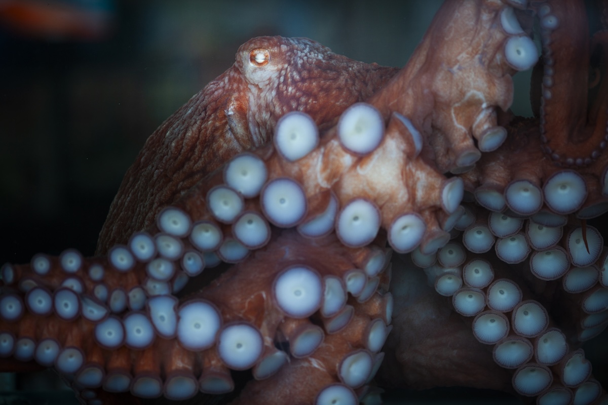 octopus fisherman
