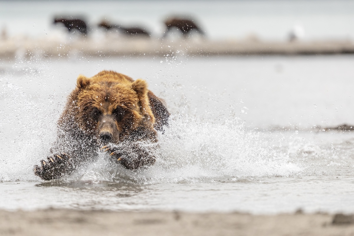 brown bear moose alaska