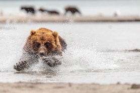 brown bear moose alaska