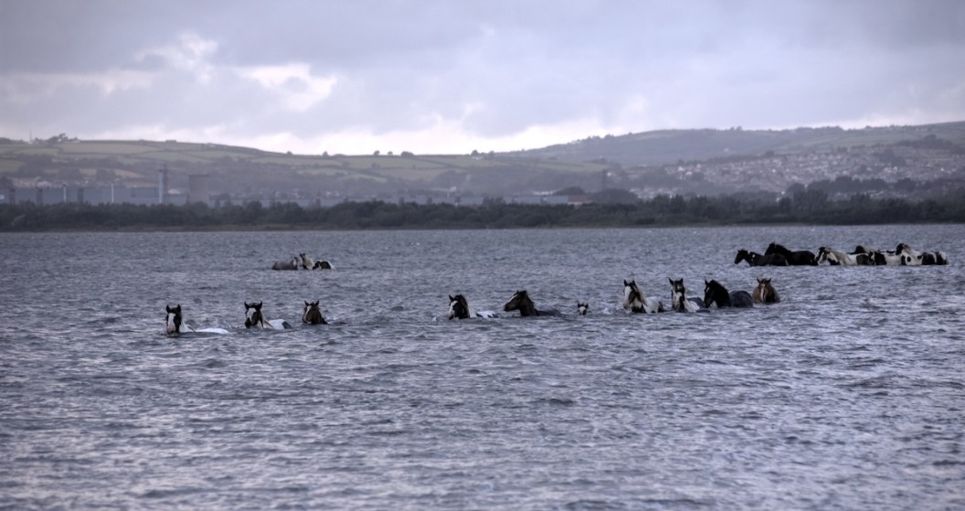 wild ponies swim